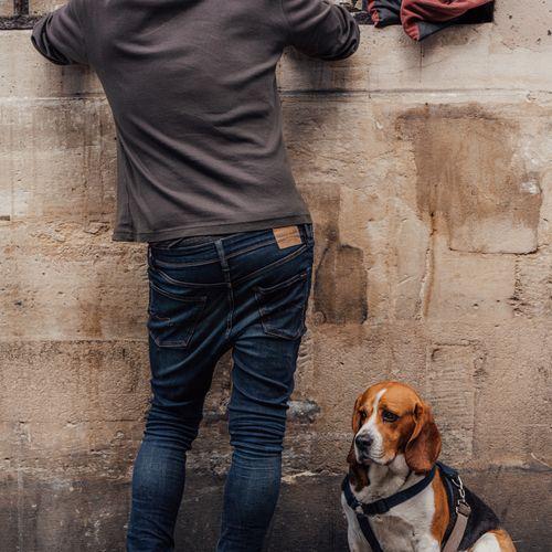 The good boy 